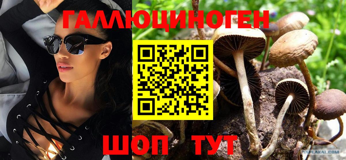 Галлюциногенные грибы Psilocybine cubensis Краснодар